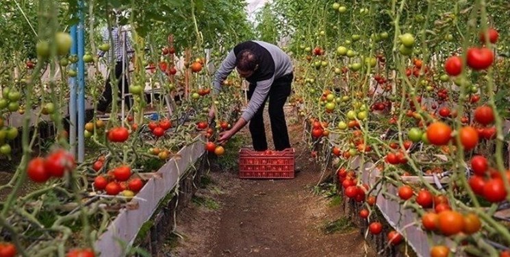 بهره‌برداری از ۱۰۰۰ طرح تولید محصولات گلخانه‌ای و آغاز عملیات اجرایی ۳ هزار گلخانه «برکت»