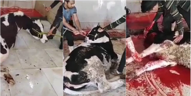 دستگیری عامل ذبح و انتشار غیرشرعی و غیرانسانی گاو در کاشمر