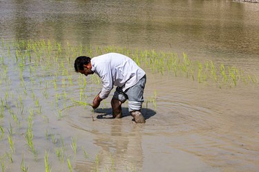 گزارش تصویری| آغاز نشاء کاری در قطب تولید برنج خراسان رضوی