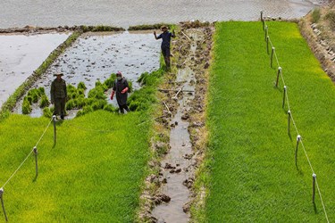 گزارش تصویری| آغاز نشاء کاری در قطب تولید برنج خراسان رضوی