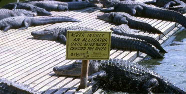 جمع آوری ۲۵۰ تمساح دیزنی  پس از مرگ کودک 2ساله