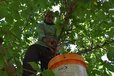 برداشت گیلاس منبع درآمدی برای کارگران فصلی غیر بومی در مازندران