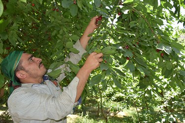 میوه‌ها به صورت دست‌چین توسط کارگران فصلی برداشت می‌شوند