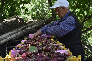 با توجه به اینکه گیلاس در منطقه لاریجان آمل از کیفیت بالایی برخوردار است می‌تواند به عنوان یکی از میوه های صادراتی مطرح شود