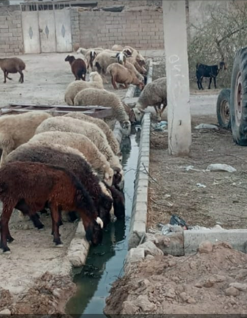 وضعیت آب شرب دام در روستاها به دلیل قطع آب کرخه