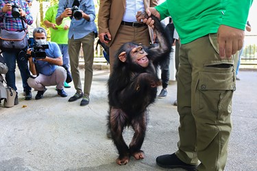 مراسم خداحافظی از «باران» ماده شامپانزه ۴ ساله باغ وحش ارم برای انتقال به یک مرکز بین المللی نگهداری از شامپانزه ها در کنیا
