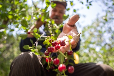 کشاورز روستایی مشغول برداشت آلبالو در روستای شهرستانک