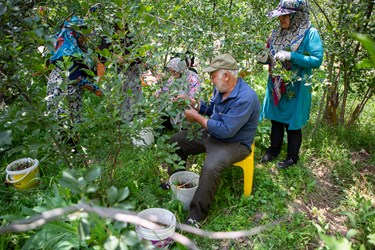 کشاورزان روستای شهرستانک معمولا به همراه خانواده خود برداشت آلبالو انجام می‌دهند
