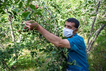 برداشت آلبالو در روستای شهرستانک توسط روستاییان