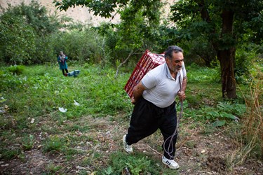 انتقال جعبه های آلبالو توسط کشاورز روستایی برای بار زدن به وانت‌های باری