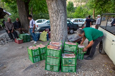 کشاورزان روستایی بار آلبالوی باغ‌های خود را برای فروش و قیمت گذاری به میدان اصلی روستا می‌آورند و سپس از آنجا به میادین میوه و تره‌بار انتقال میابد.