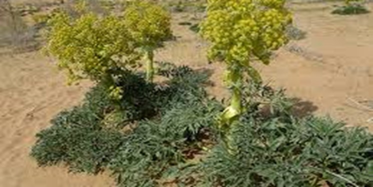 شرایط مساعد منطقه لارستان برای کسب درآمد از گیاه دارویی آنغوزه