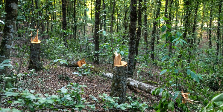قطع درختان جنگل پارتکلای ساری عمدی و هدفمند است/ تلاش برای شناسایی متخلفان