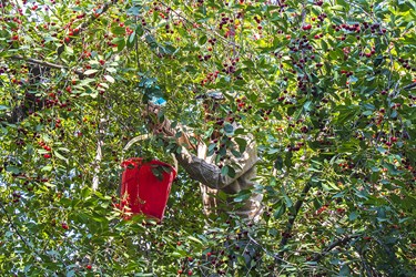 برداشت میوه آلبالو توسط باغدار در روستای مشک‌آباد علیا ارومیه