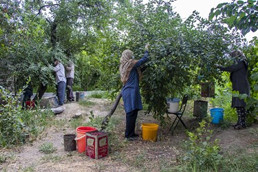 برداشت میوه آلبالو توسط باغداران در روستای مشک‌آباد علیا ارومیه