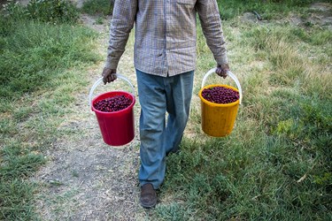 انتقال آلبالوهای چیده شده توسط باغداران به محل خرید و فروش میوه‌های فصلی