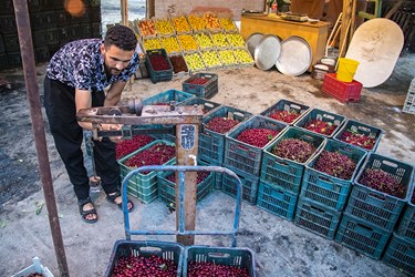 توزین آلبالوها توسط خریدار(نماینده کارخانه فرآوری میوه‌ها) در محل خرید و فروش میوه‌های فصلی