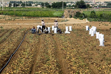 برداشت سیب‌زمینی که از اوایل تیرماه در استان همدان آغاز شده است.