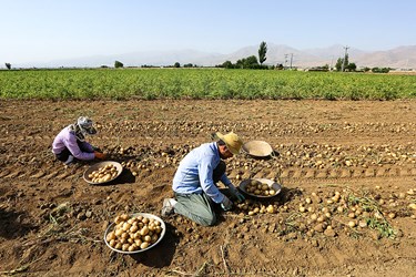 برداشت سیب‌زمینی که از اوایل تیرماه در استان همدان آغاز شده است.