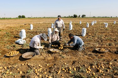 برداشت سیب‌زمینی برداشت سیب‌زمینی که از اوایل تیرماه در استان همدان آغاز شده است.همدان