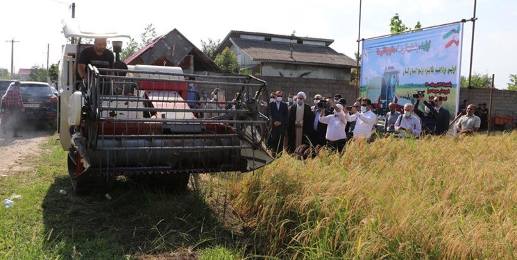 پیش‌بینی تولید بالغ بر ۷۵۰ هزار تن برنج در گیلان