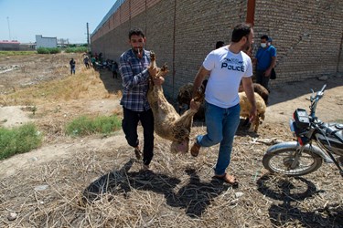 حمل گوسفند توسط خریدار و دامدار