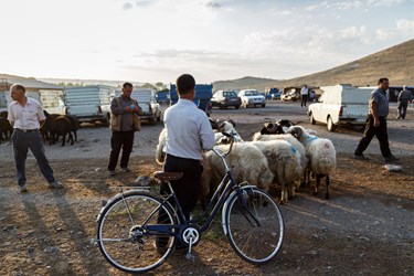 مردی دوچرخه در دست  برای تماشای گوسفندان کنار آنها ایستاده است.