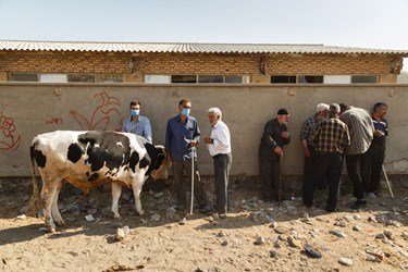 دامداران برای خرید گاوی در کنار دیواری در بازار دام خسروشاه مشغول صحبت و چانه زنی هستند.