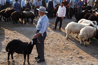 پیرمردی در حالیکه بند گوسفند خود را در دست گرفته است، در انتظار آمدن مشتری ایستاده است.