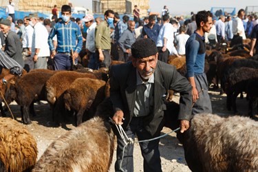 پیرمردی در حالیکه بند گوسفندان خود را در دست گرفته است، در انتظار آمدن مشتری ایستاده است.