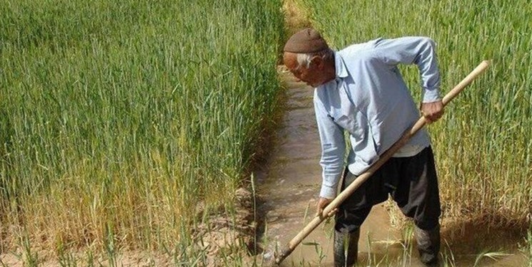 روی خوش کشاورزان گیلانی به بیمه/ کشاورزان: بیمه، خسارت ها را واقعی تر ببیند