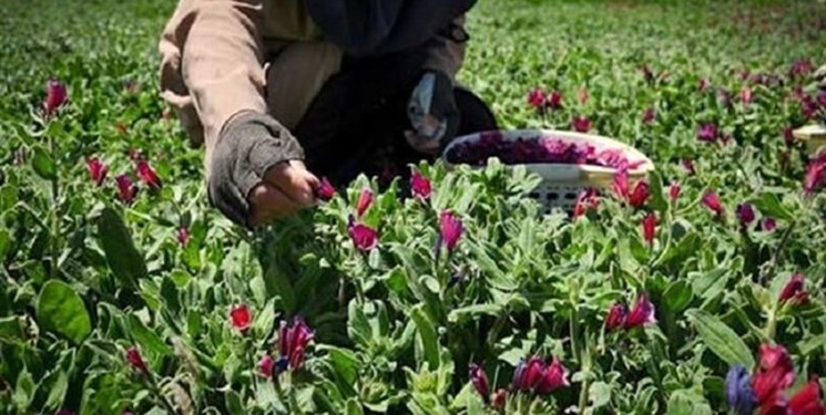 توسعه کشت گیاهان دارویی در یزد حمایت می‌شود