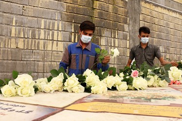 تولیدشاخه گل رز در روستای معموره