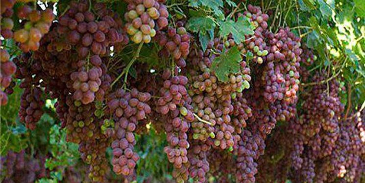 مبارکه پیشتاز کشت و تولید انگور سیاه در استان