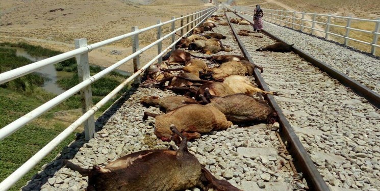 برخورد قطار با گله گوسفندان در قزوین،70 رأس دام را تلف کرد