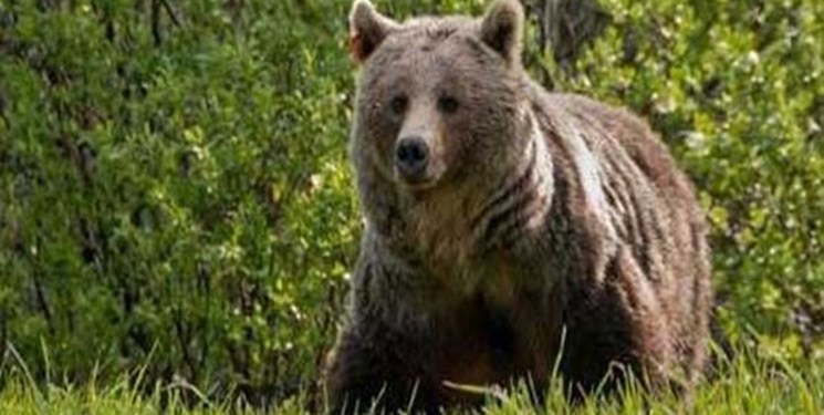 حمله خرس در ارتفاعات «کبیرکوه» یک مصدوم برجای گذاشت