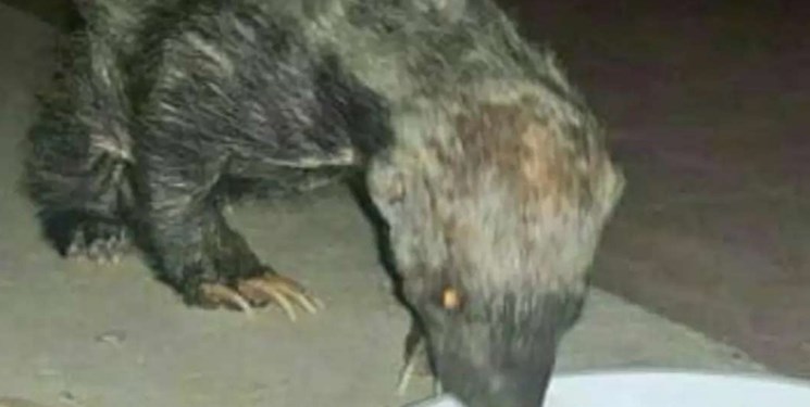 شناسایی یک گونه نادر حیوانی در کهگیلویه/جنگجوی شجاع به دامان طبیعت بازگشت+فیلم