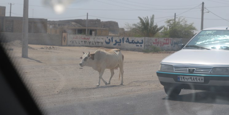 آورده احشام سرگردان در سیریک تصادف است/ سوختبرها روی دیگر سکه +تصاویر