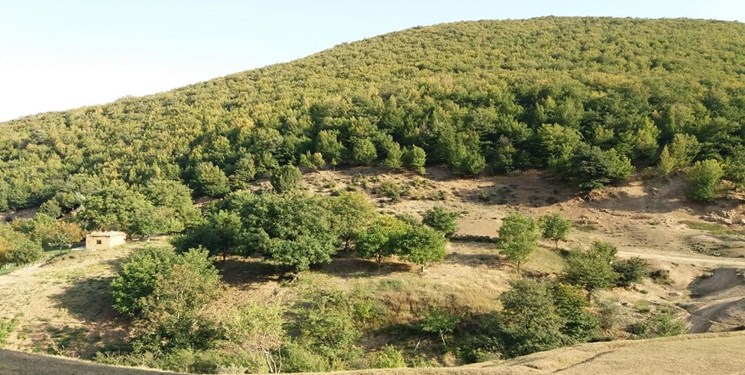 جنگل زیبای نام‌نیک در شمال‌شرق استان سمنان+ فیلم و عکس