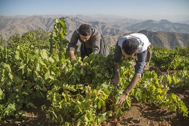 برداشت انگور توسط کشاورزان در دامنه کوه اوالان
