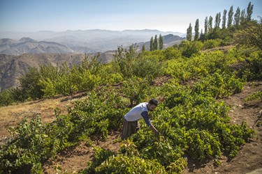 برداشت انگور توسط کشاورزان در دامنه کوه اوالان