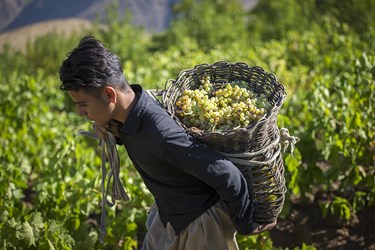 برداشت انگور توسط کشاورزان در دامنه کوه «اوالان»