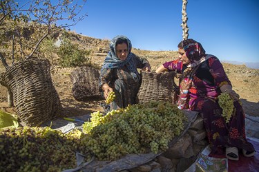 چیدن خوشه‌ها  توسط کشاورزان در دامنه کوه اوالان