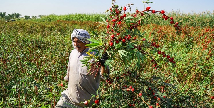 زندگی به رنگ سرخ چای در مزرعه ابو حمزه