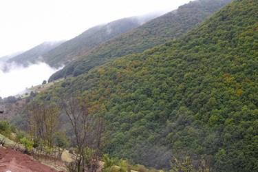 جنگل‌های كوهستانی كه در حال تغيير رنگ هستند 