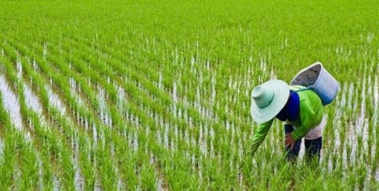 خشکسالی در کنگاور تشدید شد/ ممنوعیت کشت برنج در شهرستان