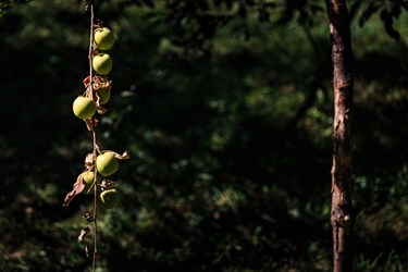 برداشت سیب از باغ‌های زنوز و مرند