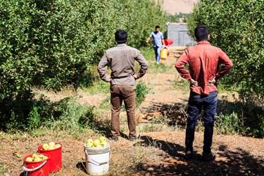 برداشت سیب از باغ‌های زنوز و مرند