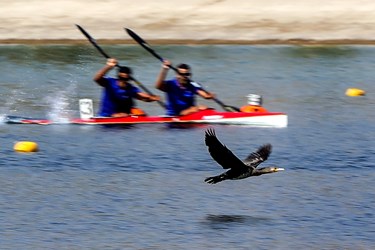 پرنده ای که به علت صدمه دیدن یکی از بال‌هایش حدود دو سال است که ساکن دریاچه مجموعه ورزشی آزادی شده و قادر به پرواز طولانی مدت و کوچ نیست 