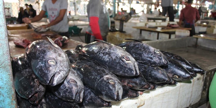 استحصال ماهی خاویاری برای اولین بار در پل‌دختر